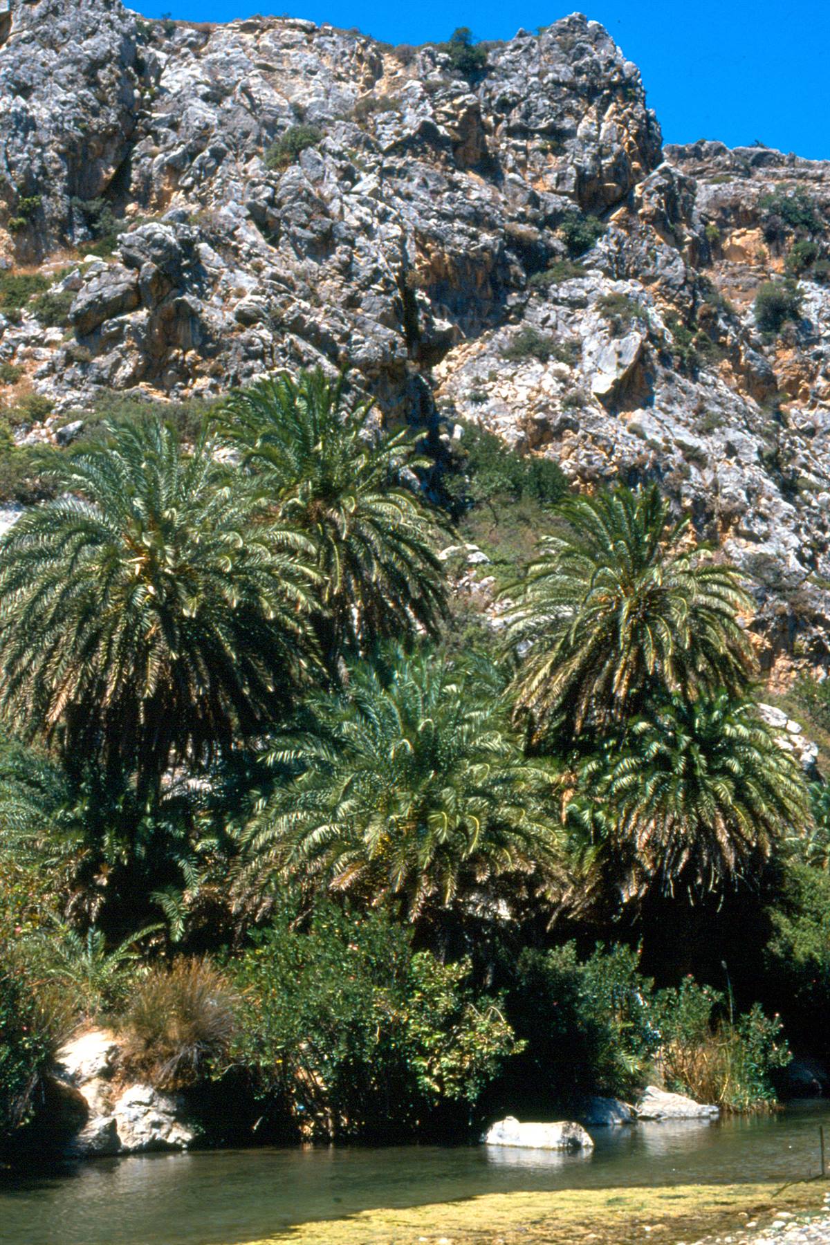 Creta - Crutalo
