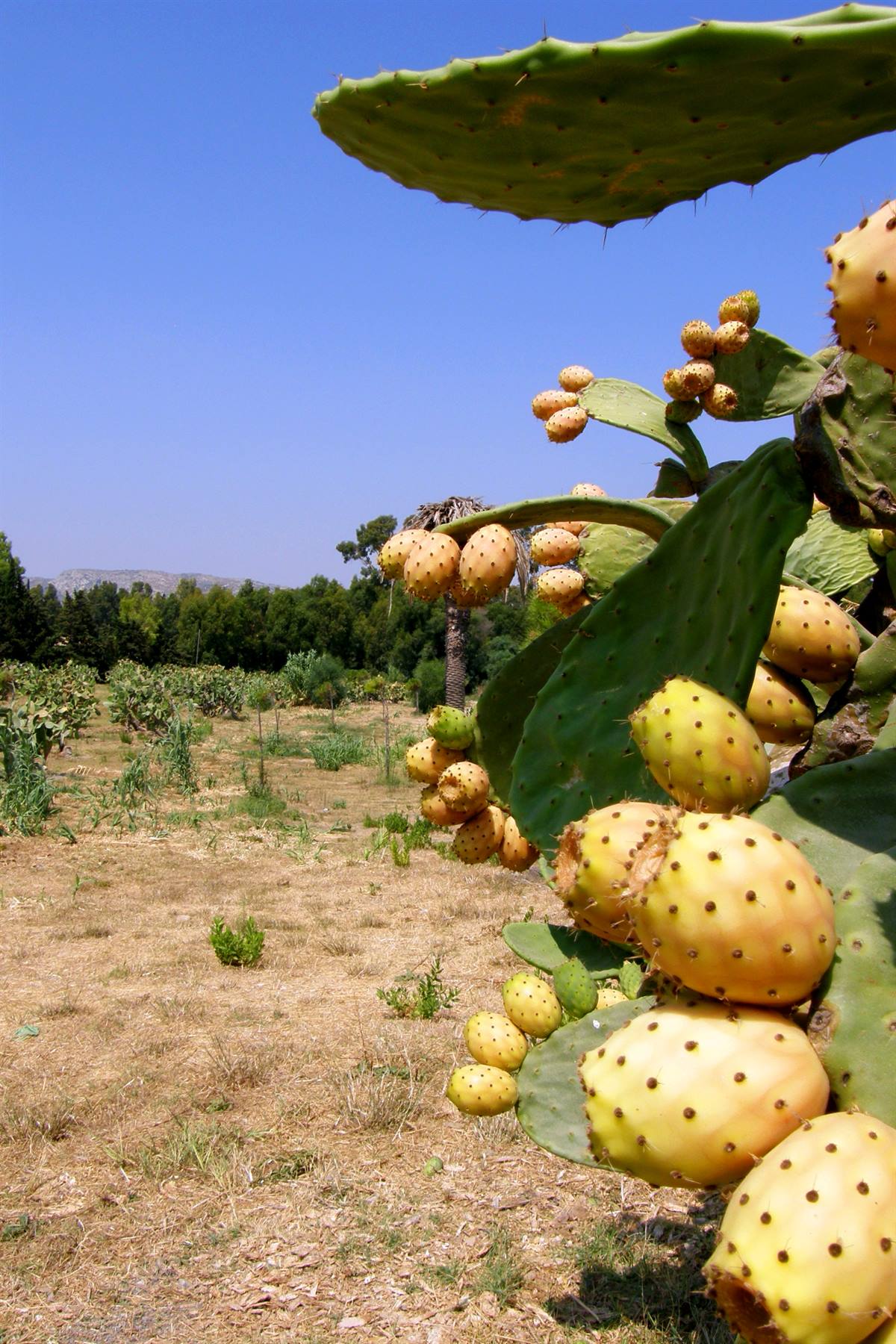 Fontane Bianche: Fichi d'India