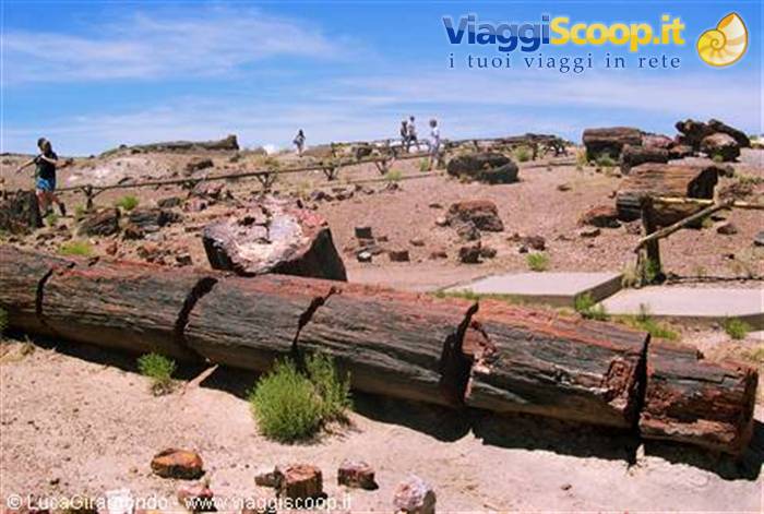 Petrified Forest National Park
