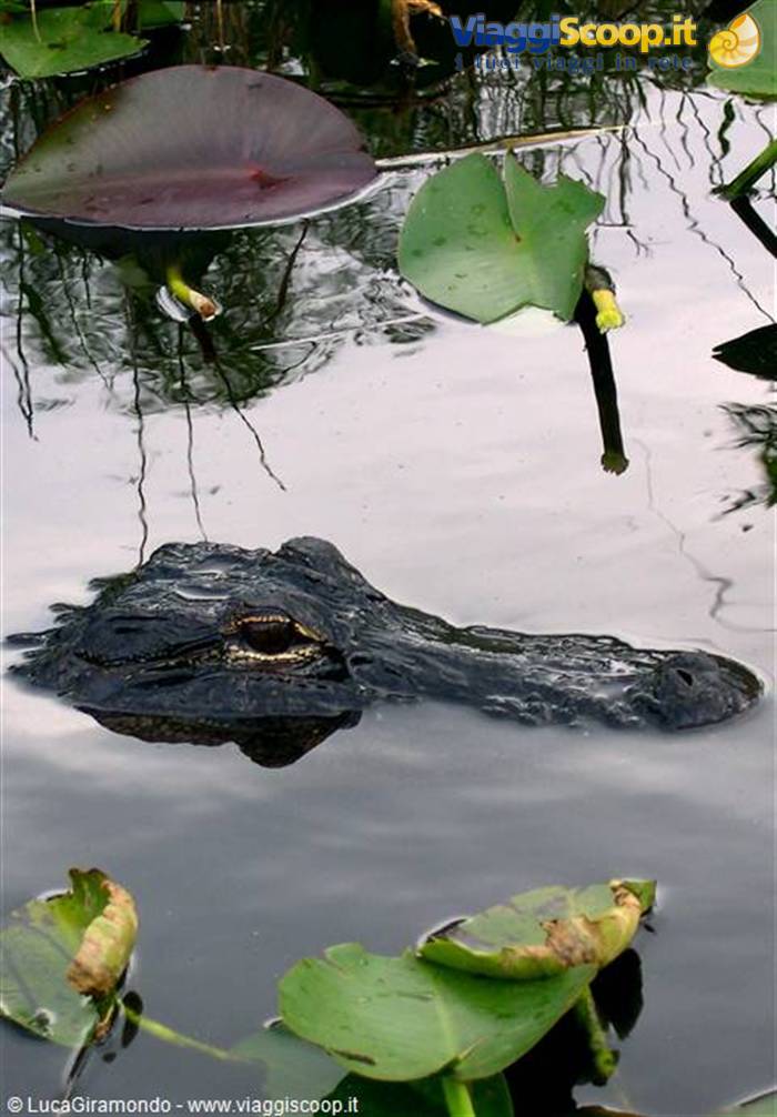 Everglades