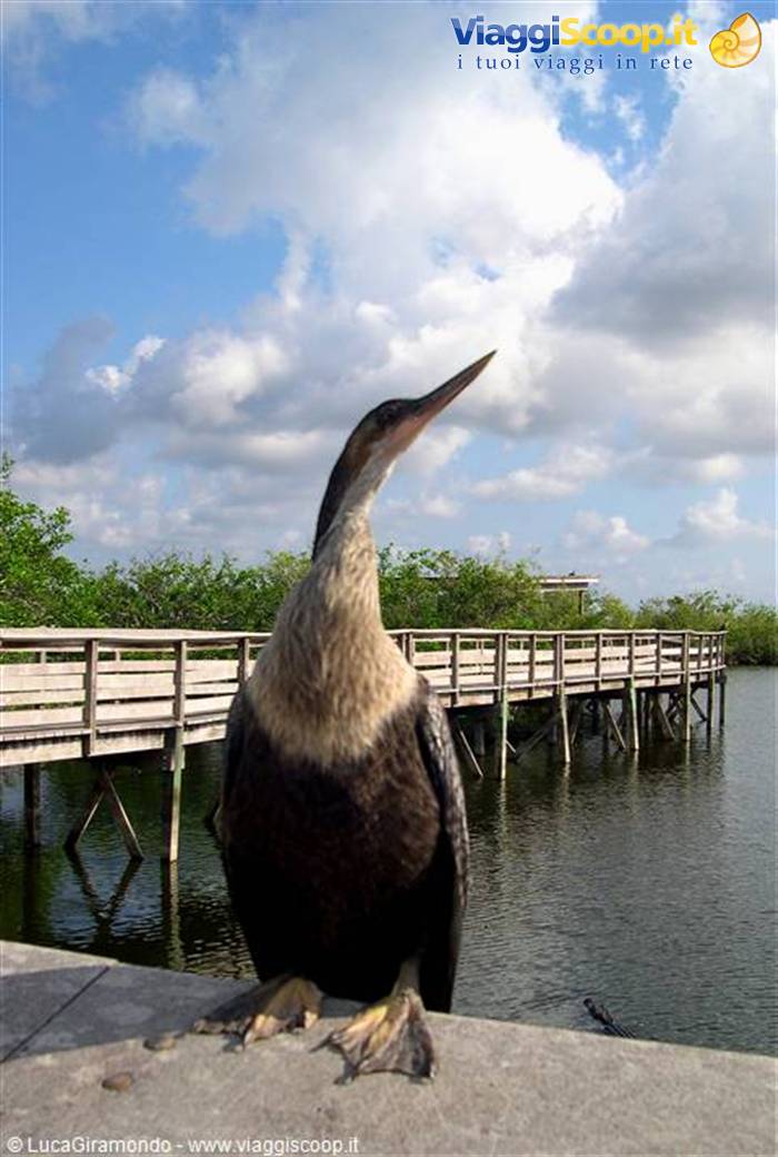 Everglades