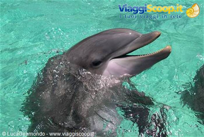 Sea World (Orlando)