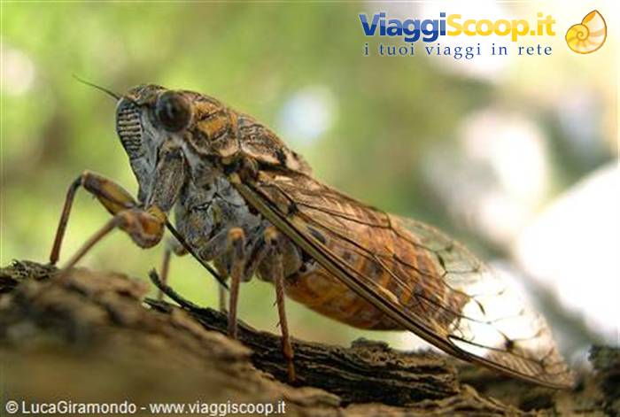 Cicala ... greca