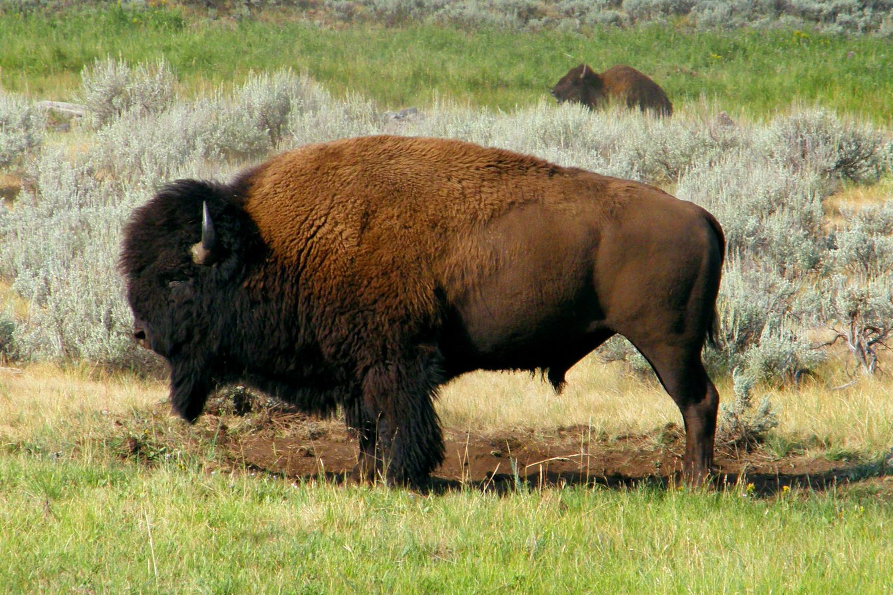 Yellowstone National Park
