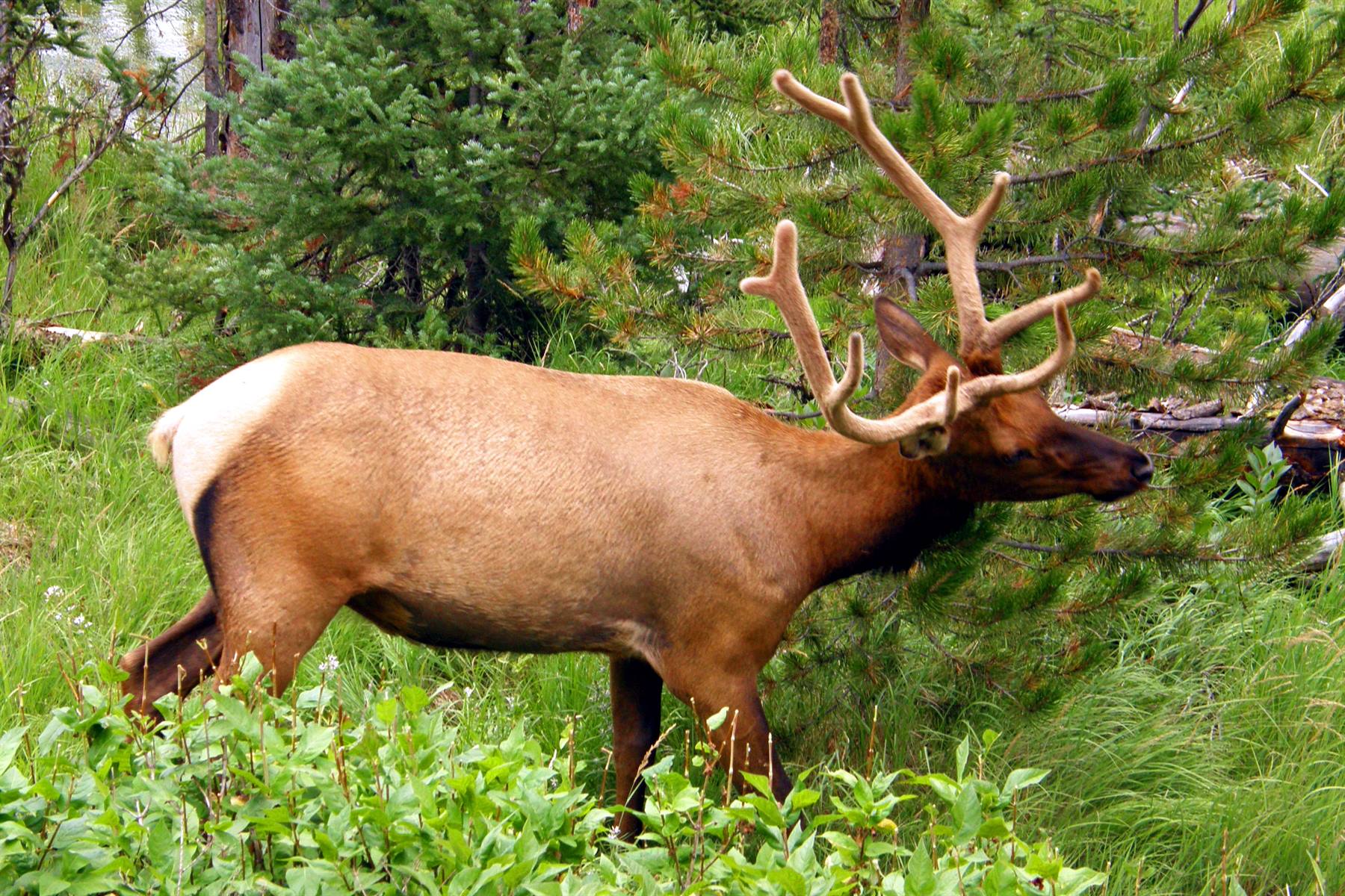 Yellowstone National Park