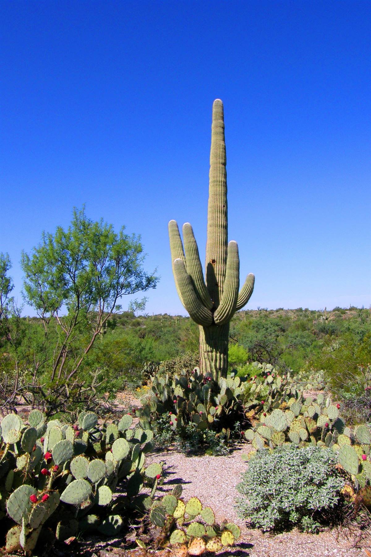 Saguaro National Park