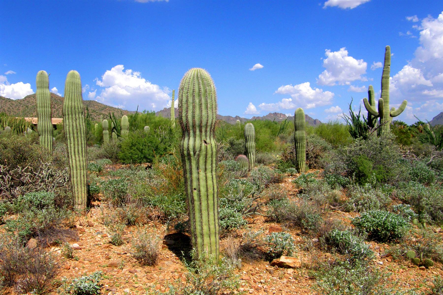 Sonora Desert Museum