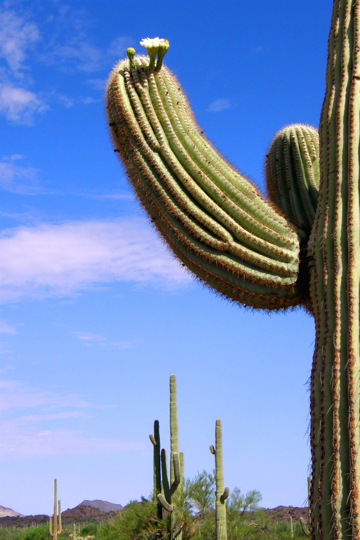 Organ Pipe Cactus National Monument