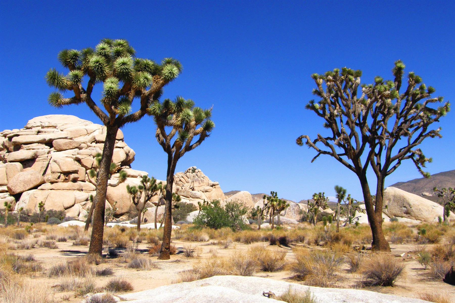 Joshua Tree National Park