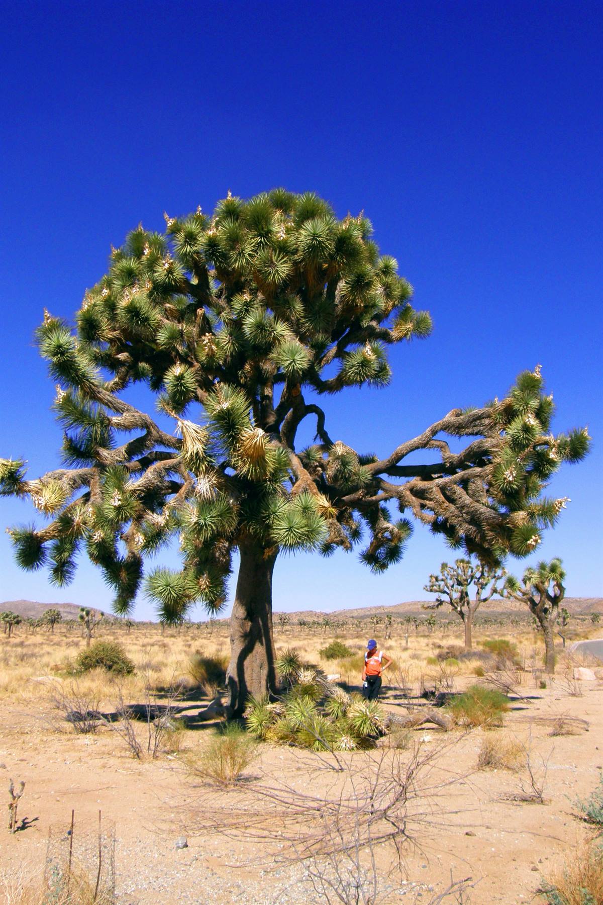 Joshua Tree National Park