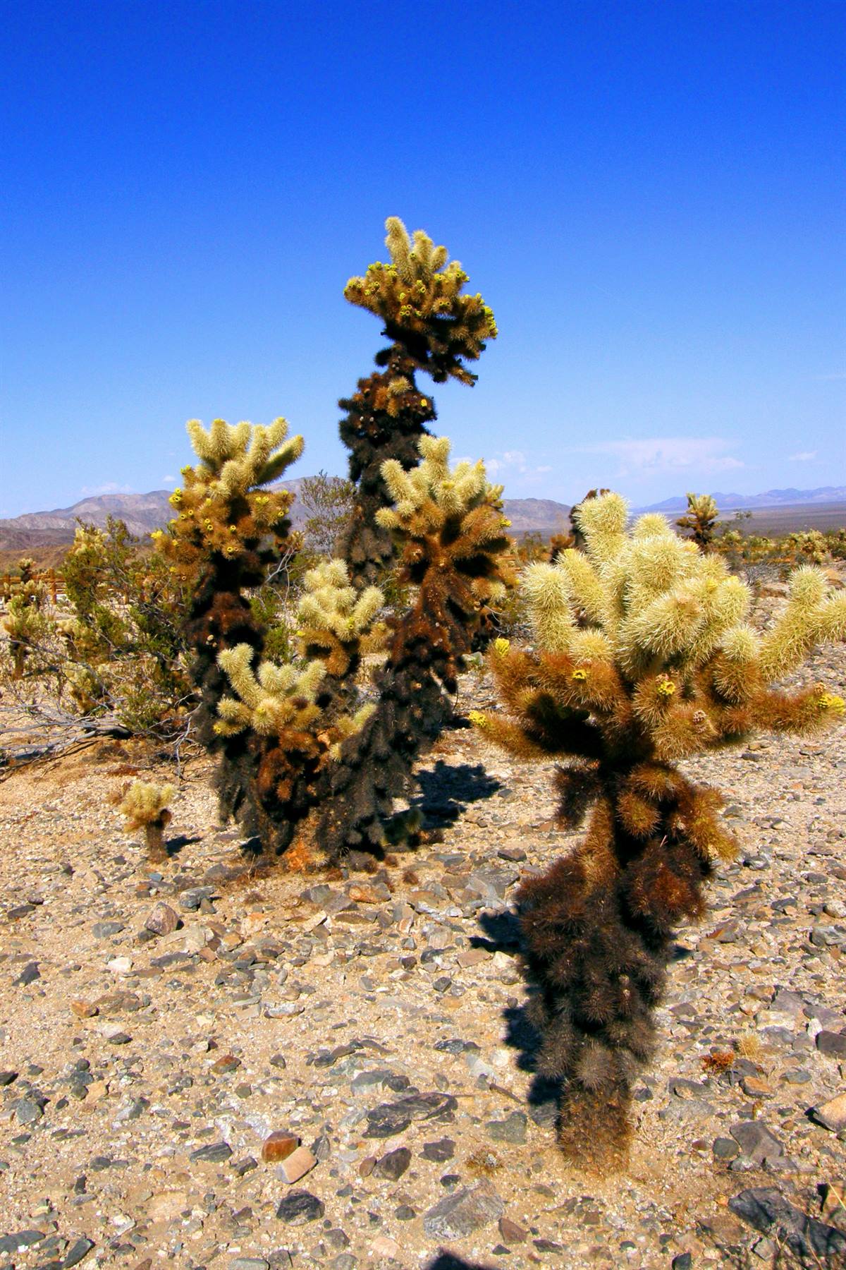 Joshua Tree National Park