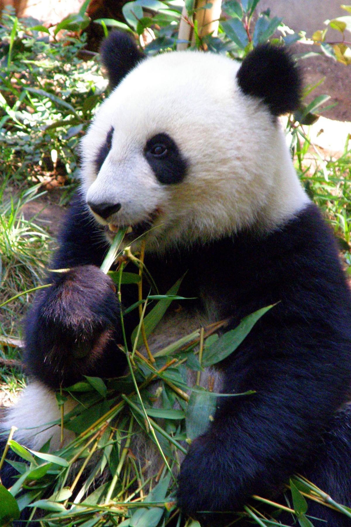 San Diego Zoo
