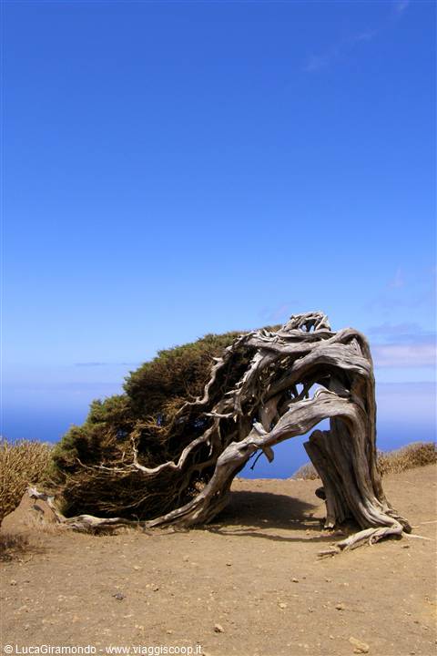 El Sabinar