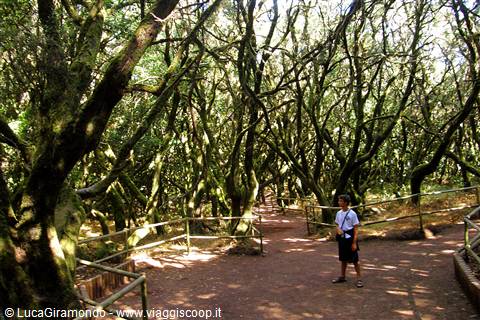 Parque National de Garajonay