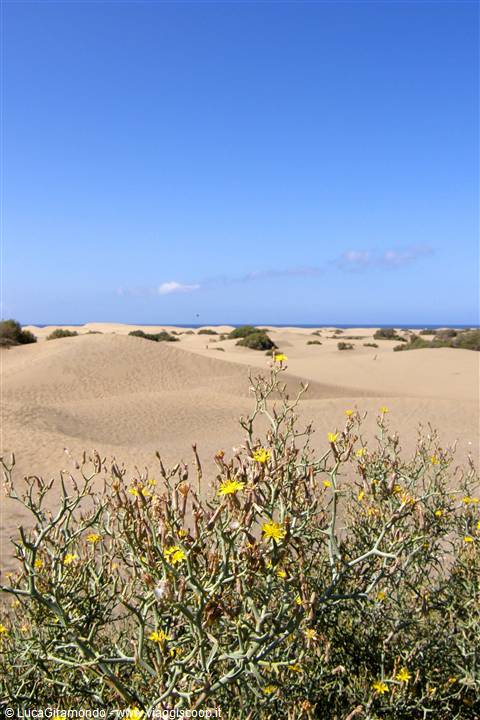 Dune di Maspalomas