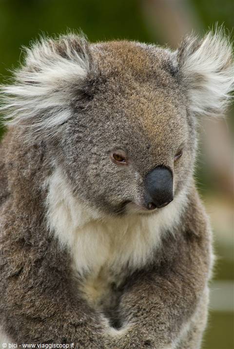 Koala sulla Great ocean road