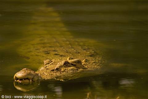 Coccodrillo nel Queensland