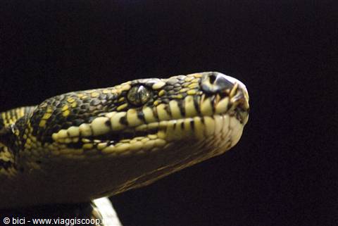 Taipan