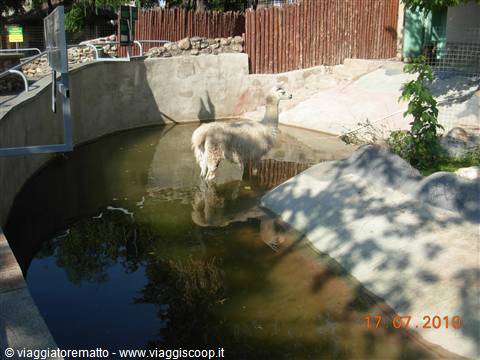 Mosca - zoo