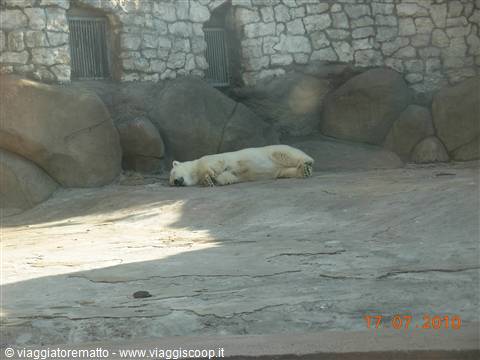 Mosca - zoo