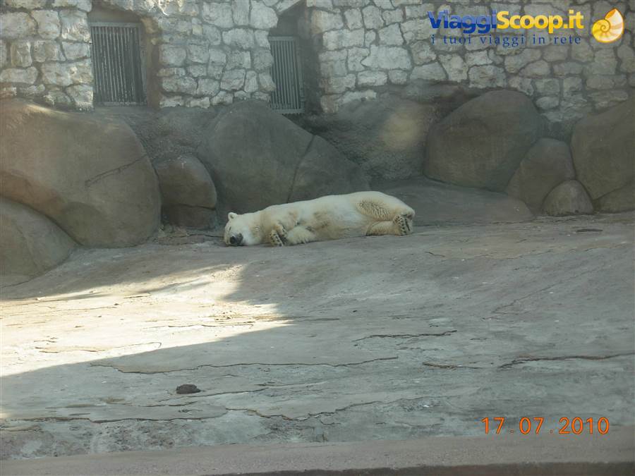 Mosca - zoo
