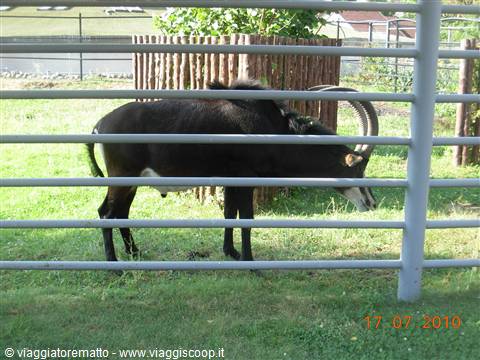 Mosca - zoo