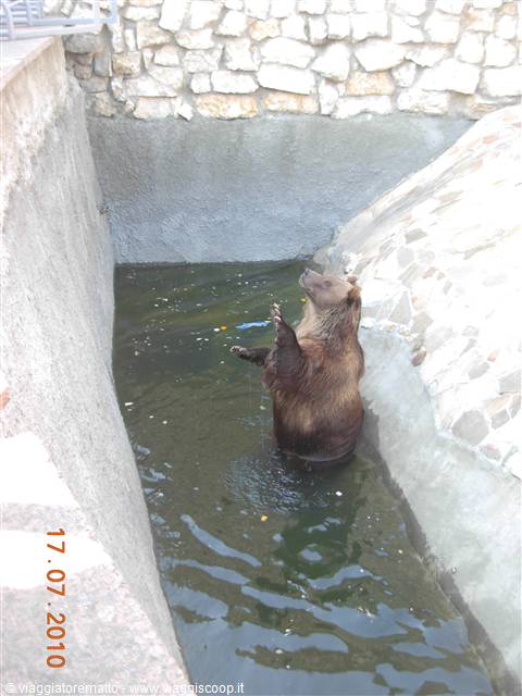 Mosca - zoo