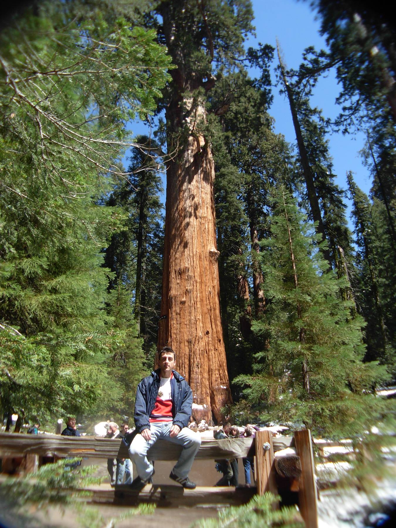 Sequoia NP - sequoia