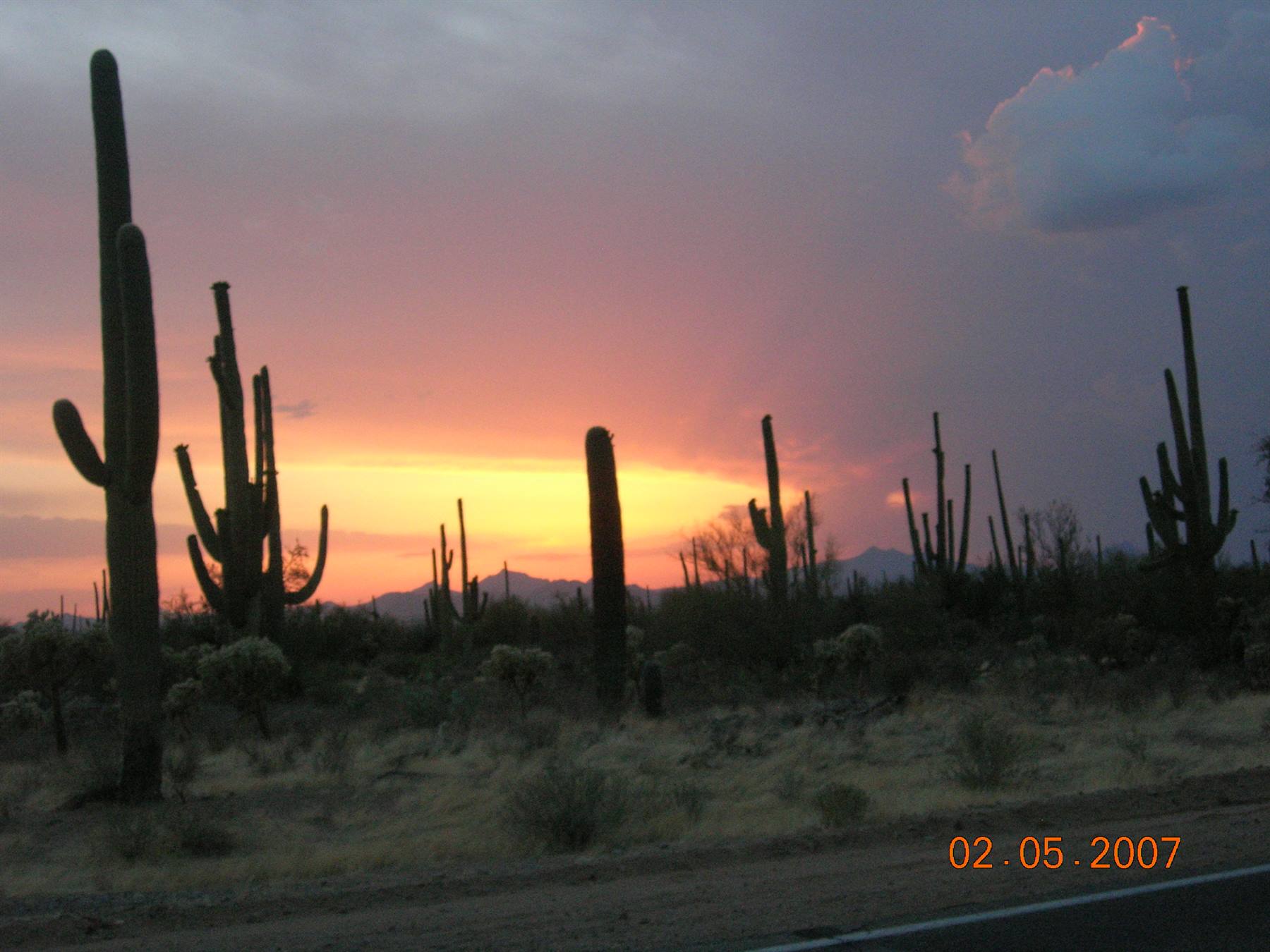 Saguaro NP - cactus al tramonto