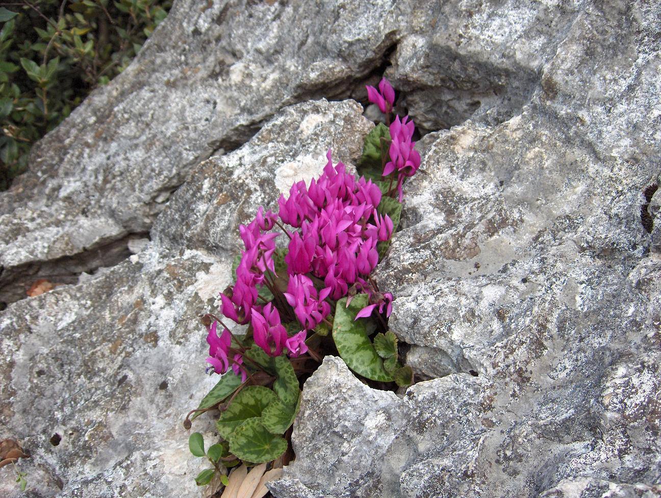 Gioiello della natura