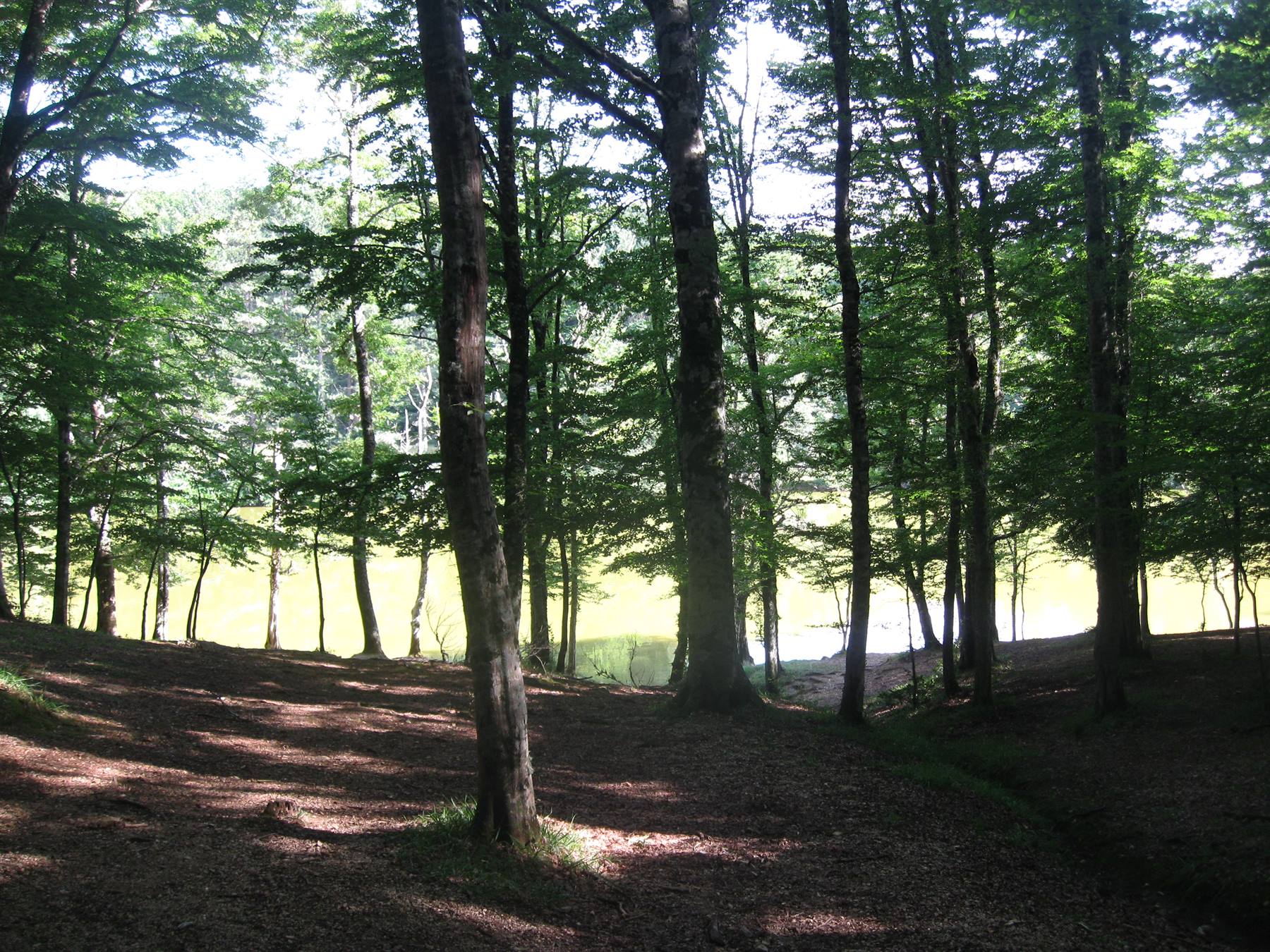 forests umbra