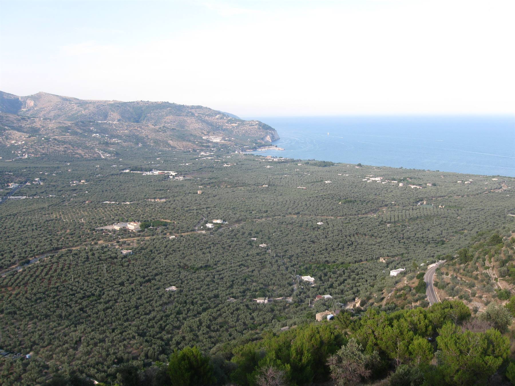 uliveti di Mattinata