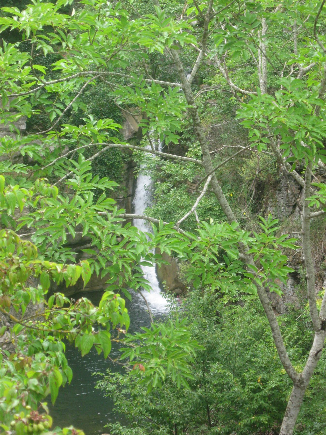Cascata nascosta tra alberi verdi e roccia, ramo in primo piano