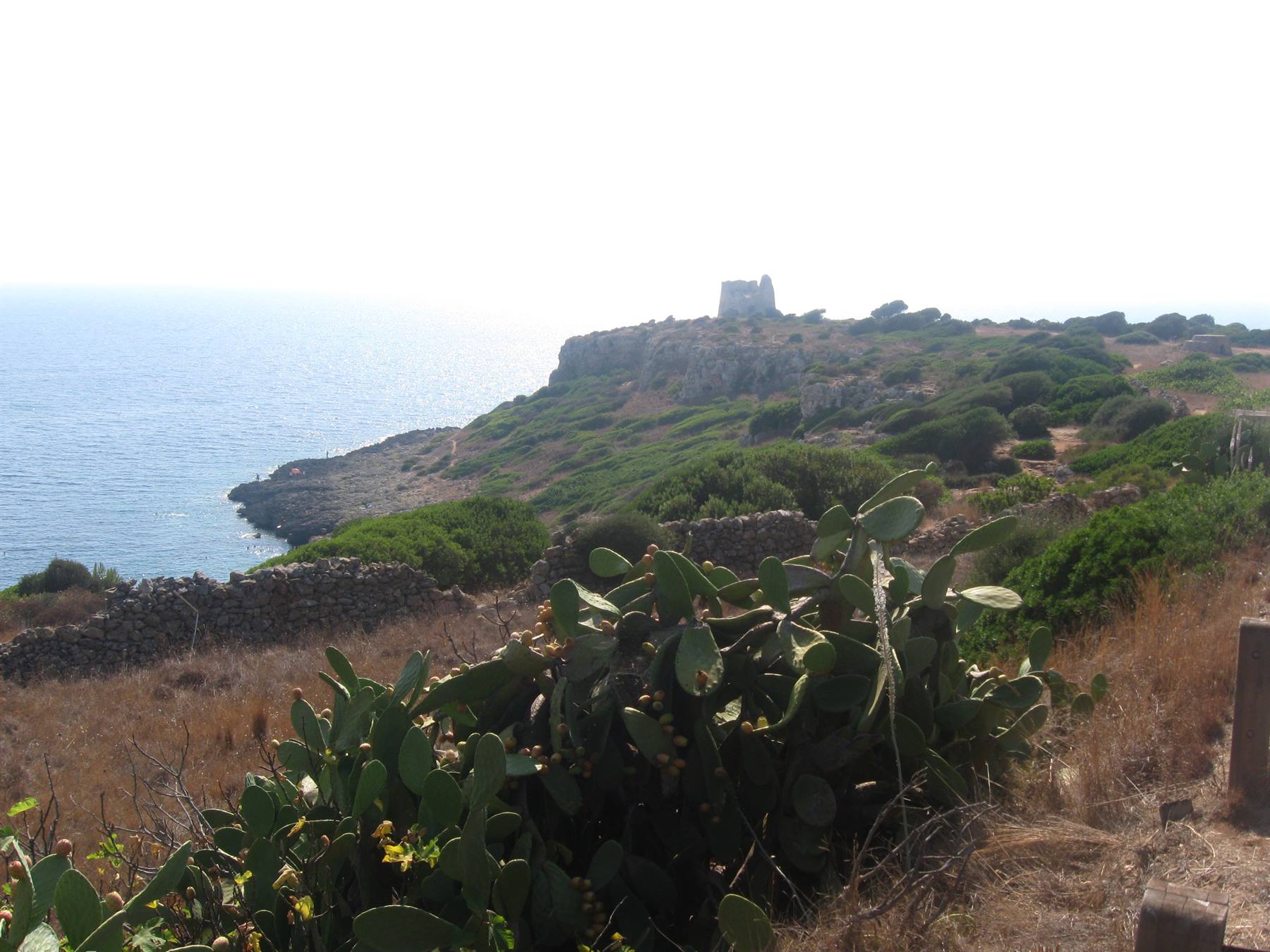 Fichi d'India in primo piano, torre antica su scogliera, mare azzurro