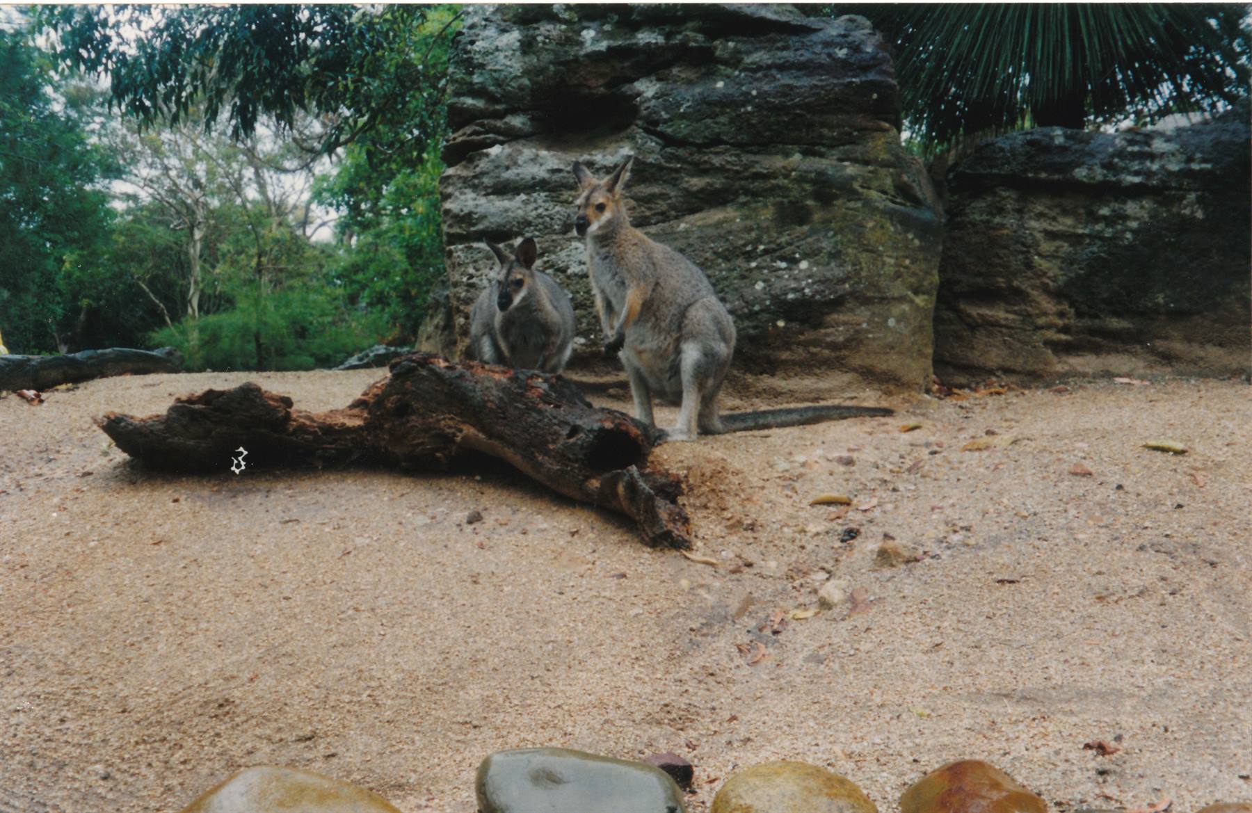 i wallabies