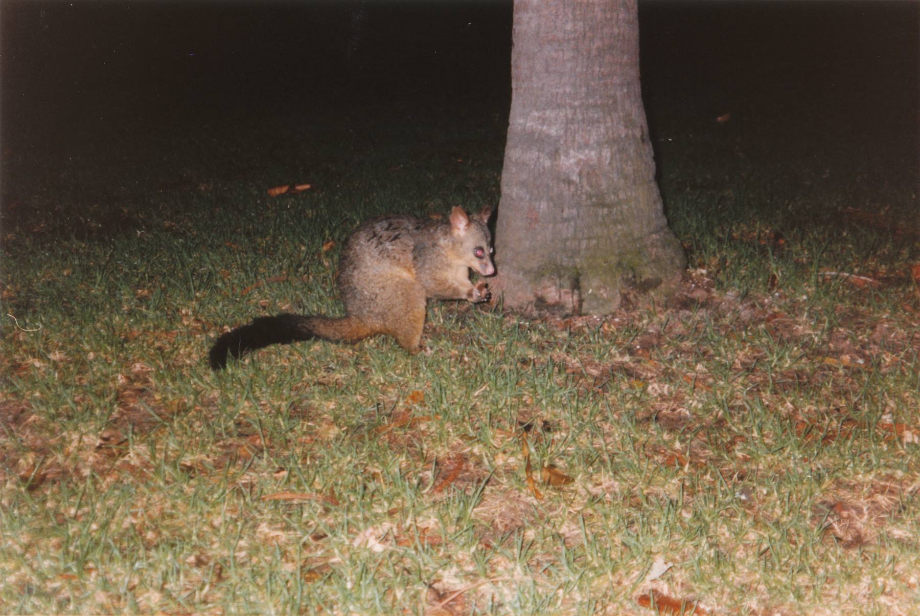 opossum per strada