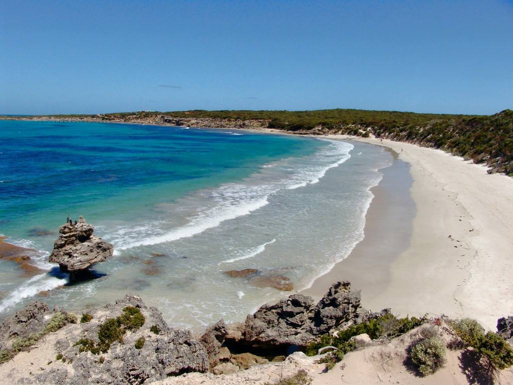 Kangaroo Vivonne bay