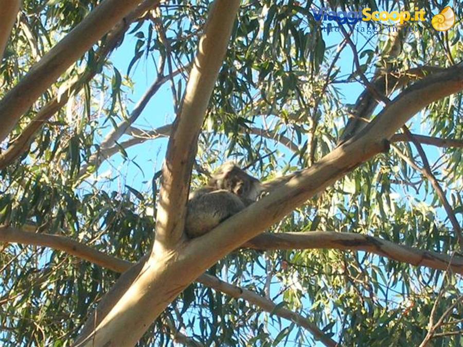 i koala di Kangaroo