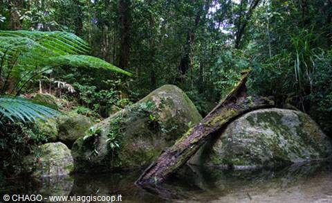 Daintree