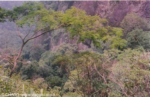 foresta da Tijuca
