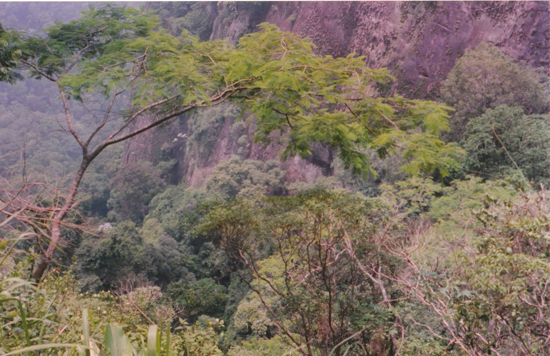 foresta da Tijuca