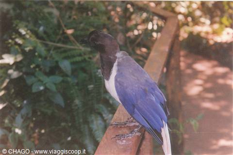 Foz do Iguaçù, fauna locale