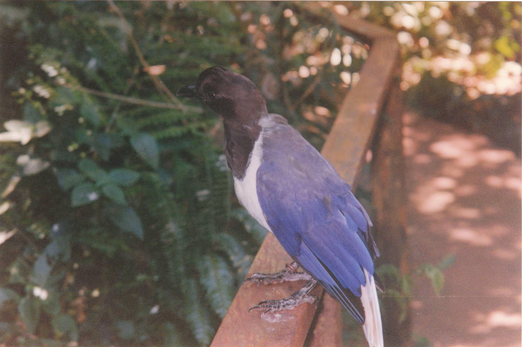 Foz do Iguaçù, fauna locale