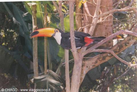tucano