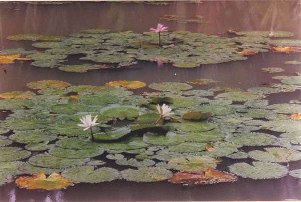 flora di Foz de Iguaçù