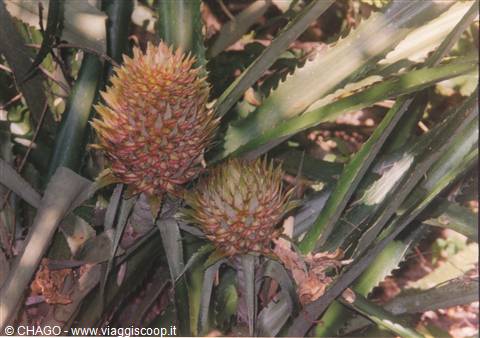 ananas selvatico