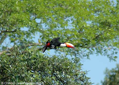 volo del tucano