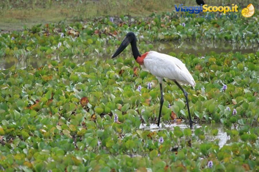uccello jaribù simbolo del Pantanal