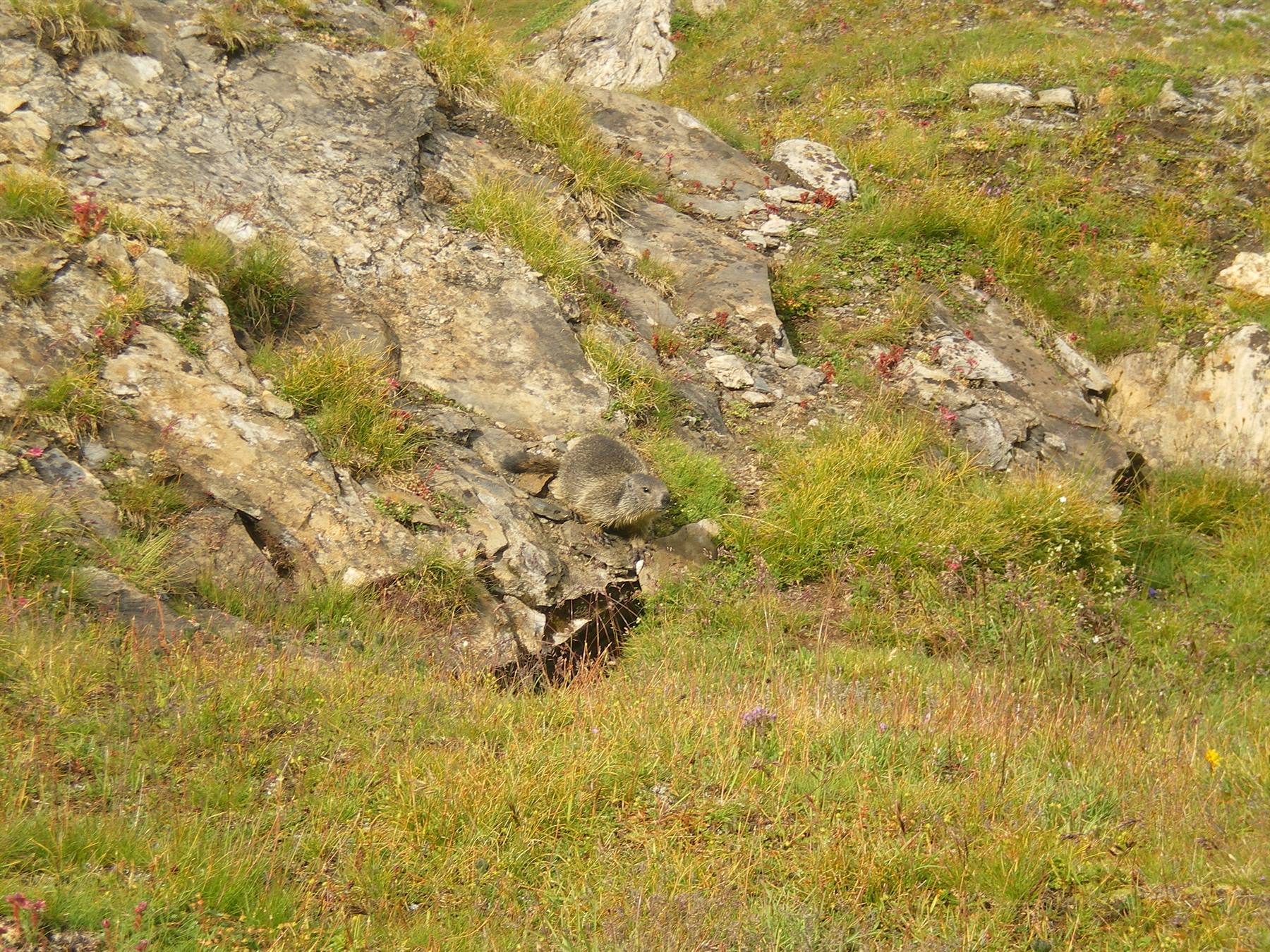 marmotta