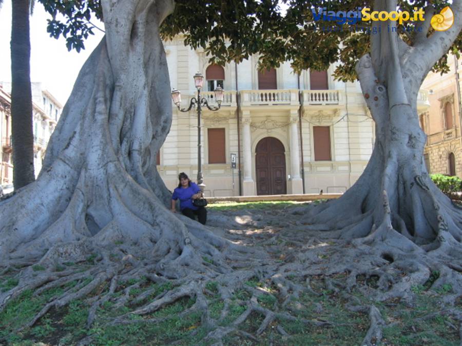 alberi secolari sul lungomare